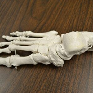 Disarticulated Human Skeleton Model for Anatomy, Life Size 62" High - Medical Quality, 200+ Skeletal Bones - 3 Part Skull with Movable Jaw, Articulated Hand & Foot - hBARSCI