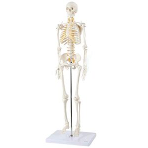 axis scientific mini human skeleton model with metal stand, 31" tall with removable arms and legs, easy to assemble, includes detailed product manual for study