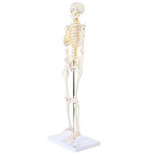 Axis Scientific Mini Human Skeleton Model with Metal Stand, 31" Tall with Removable Arms and Legs, Easy to Assemble, Includes Detailed Product Manual for Study