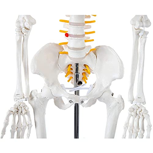 Axis Scientific Mini Human Skeleton Model with Metal Stand, 31" Tall with Removable Arms and Legs, Easy to Assemble, Includes Detailed Product Manual for Study