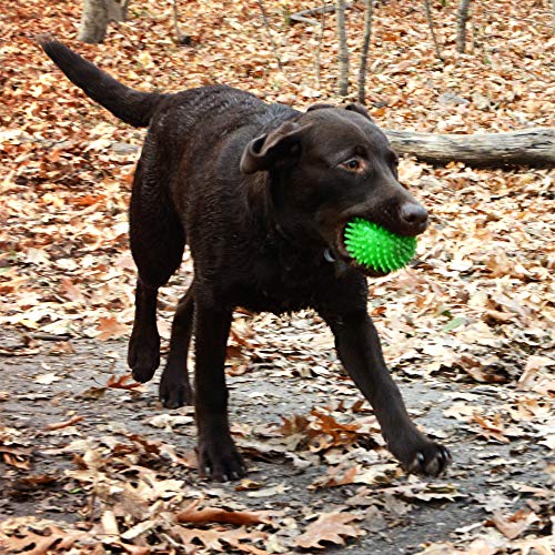 Gnawsome™ 3.5” Spiky Squeak & Light Ball Dog Toy - Small, Cleans teeth and Promotes Dental and Gum Health for Your Pet, Colors will vary