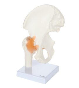 axis scientific life size human hip bone anatomy model – premium hip joint anatomy model for medical students with flexible ligaments and bony landmarks – includes base, includes product manual