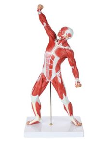 miniature muscular system model, 20” human muscle model, body muscle figure anatomy model with structure of the body, anatomy and physiology model, detailed product manual, made by axis scientific