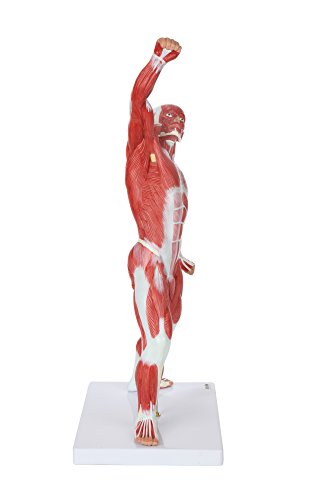 Miniature Muscular System Model, 20” Human Muscle Model, Body Muscle Figure Anatomy Model with Structure of the Body, Anatomy and Physiology Model, Detailed Product Manual, Made by Axis Scientific