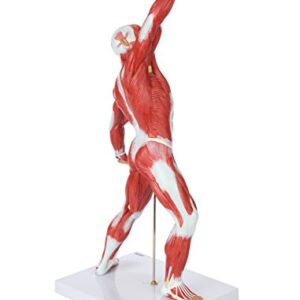 Miniature Muscular System Model, 20” Human Muscle Model, Body Muscle Figure Anatomy Model with Structure of the Body, Anatomy and Physiology Model, Detailed Product Manual, Made by Axis Scientific