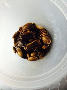 dubia roaches 100 mixed size for feeding reptiles by copper dragon's roaches
