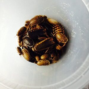 Dubia Roaches 100 Mixed Size for Feeding Reptiles by Copper Dragon's Roaches