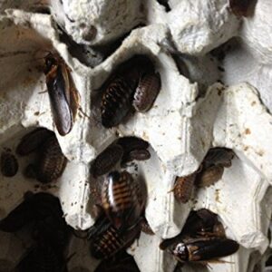 Dubia Roaches 100 Mixed Size for Feeding Reptiles by Copper Dragon's Roaches