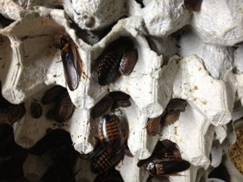 Dubia Roaches 100 Mixed Size for Feeding Reptiles by Copper Dragon's Roaches