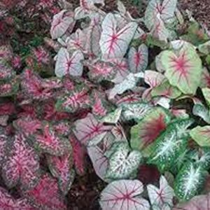 Caladium Bulbs, Fancy Mix, Pack of 10 (Ten), Easy to Grow, Colorful Mix, HOSTA, Country Creek Acres Brand