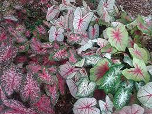 Caladium Bulbs, Fancy Mix, Pack of 10 (Ten), Easy to Grow, Colorful Mix, HOSTA, Country Creek Acres Brand
