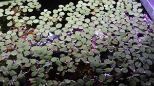 12 water spangles (salvinia minima), live aquarium/aquatic/floating/pond/freshwater plant by g&z