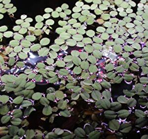 12 Water Spangles (Salvinia Minima), Live Aquarium/Aquatic/Floating/Pond/Freshwater Plant by G&Z