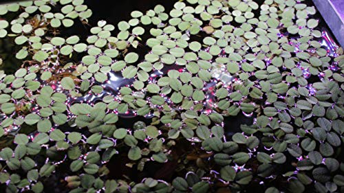 12 Water Spangles (Salvinia Minima), Live Aquarium/Aquatic/Floating/Pond/Freshwater Plant by G&Z