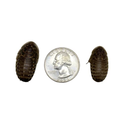 25 Large Dubia Roaches by DubiaRoaches.com