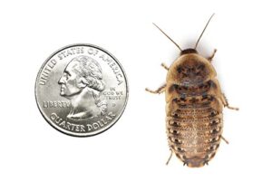 25 extra large dubia roaches