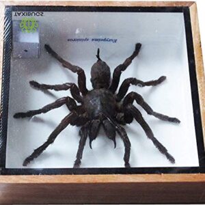 Real Giant Bird Eating Eurypeima Spincrus Tarantula Spider Animals Taxidermy in Frame