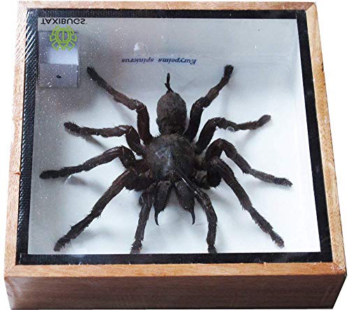 Real Giant Bird Eating Eurypeima Spincrus Tarantula Spider Animals Taxidermy in Frame