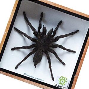 Real Giant Bird Eating Eurypeima Spincrus Tarantula Spider Animals Taxidermy in Frame