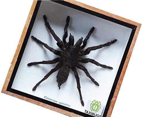 Real Giant Bird Eating Eurypeima Spincrus Tarantula Spider Animals Taxidermy in Frame