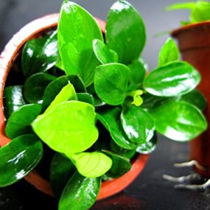 Anubias petite 25~35 leaves - Live aquaric plant fish tank(The plant pot excluded)No pesticides