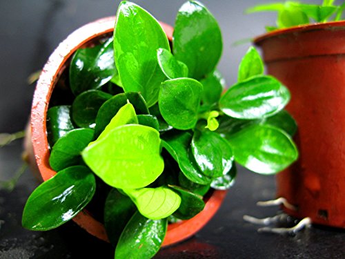 Anubias petite 25~35 leaves - Live aquaric plant fish tank(The plant pot excluded)No pesticides