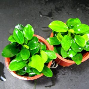 Anubias petite 25~35 leaves - Live aquaric plant fish tank(The plant pot excluded)No pesticides