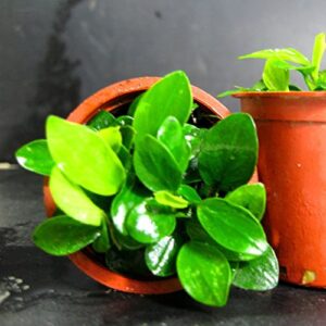 Anubias petite 25~35 leaves - Live aquaric plant fish tank(The plant pot excluded)No pesticides