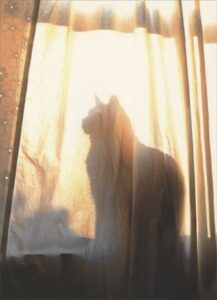 silhouette cat pet sympathy card