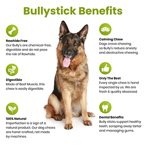 Sancho & Lola's Bully Sticks for Dogs Standard 9.5oz (10-12 Count) Made in USA - No Antibiotics No Growth Hormones, High-Protein Beef Pizzle Dog Chews