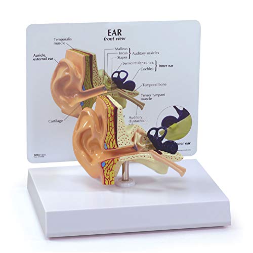 GPI Anatomicals - Ear Model | Human Body Anatomy Replica of Normal Ear for Doctors Office Educational Tool