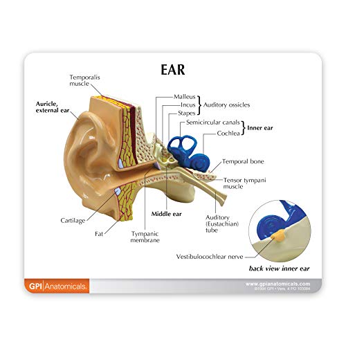 GPI Anatomicals - Ear Model | Human Body Anatomy Replica of Normal Ear for Doctors Office Educational Tool