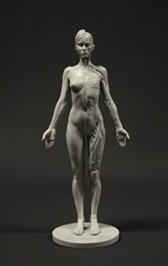 female anatomy figure: 10.5-inch anatomical reference for artists (grey)