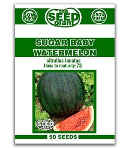 sugar baby watermelon seeds - 50 seeds non-gmo