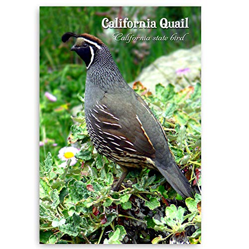 CALIFORNIA postcard set of 20 postcards. CA post card variety pack containing 20 different post cards. Made in USA.