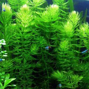 Microsorum Java Fern and Hornwort | Easy Low Light Aquarium Plants