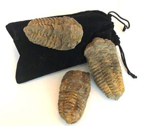 flexicalymene trilobite fossil 2-4" | 1 piece