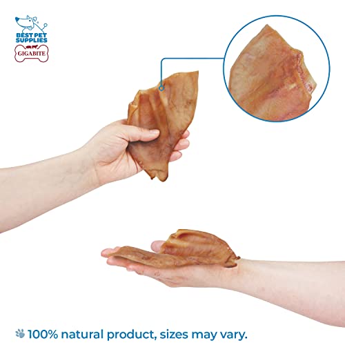 GigaBite Roasted Pig Ears for Dogs, Natural and Healthy Chews, Treats in Whole, Slices, or Sticks, Safe for Puppies and Aggressive Chewers, Clean Teeth and Gums - Pack of 100