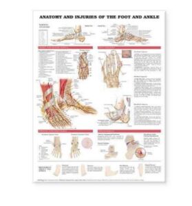 [(anatomy and injuries of the foot and ankle)] [author: anatomical chart company] published on (december, 2004)