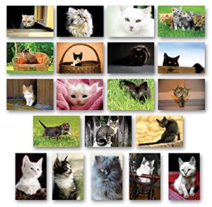 cats and kittens postcard set of 20 postcards. cat and kitten post card variety pack. made in usa.