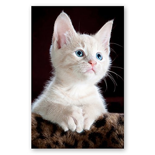 CATS and KITTENS Postcard Set of 20 Postcards. Cat and Kitten Post Card Variety Pack. Made in USA.