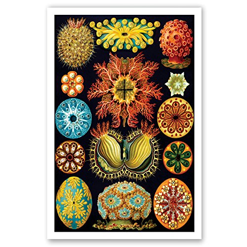 NATURAL CURIOSITIES by Ernst Haeckel postcard set of 20 postcards. Botanical illustrations theme post card variety pack. Made in USA.