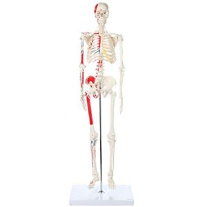 axis scientific mini human skeleton model with metal stand, 31" tall, painted and numbered muscle insertion and origin points, product manual for study and reference, easy to assemble