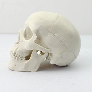 dental power mini human medical anatomical head bone skull bone model