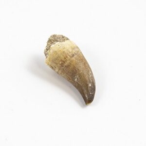 museum quality mosasaurus tooth in display case - genuine dinosaur tooth from the late cretaceous period - a-grade dinosaur fossils