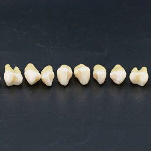 Dentalmall 1 Box Dental Model Teeth Model 28 Pcs 1:1 Full Permanent Teeth M7021