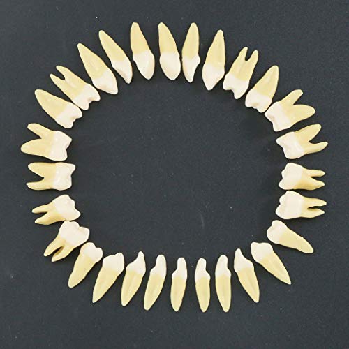 Dentalmall 1 Box Dental Model Teeth Model 28 Pcs 1:1 Full Permanent Teeth M7021