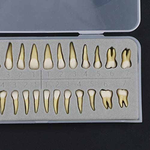 Dentalmall 1 Box Dental Model Teeth Model 28 Pcs 1:1 Full Permanent Teeth M7021