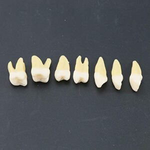 Dentalmall 1 Box Dental Model Teeth Model 28 Pcs 1:1 Full Permanent Teeth M7021