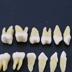 Dentalmall 1 Box Dental Model Teeth Model 28 Pcs 1:1 Full Permanent Teeth M7021